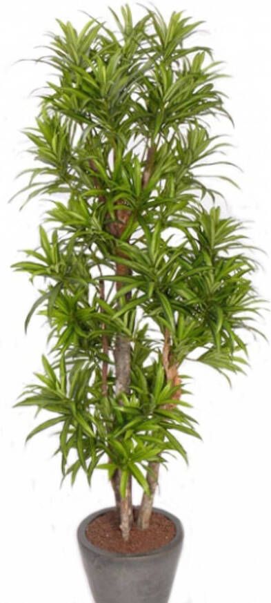 Merkloos Groene dracaena reflexa binnenplant kunstplanten 120 cm voor binnen Kunstplanten