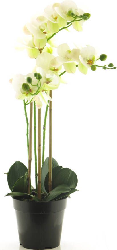 Nova Nature (Best) RT Phalaenopsis Bora x3 in pot 60cm white