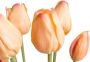 Nova Nature PSO Classic Tulip Bundle Sally x7 peach 47 cm kunstbloemen - Thumbnail 4