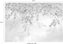 Komar Fotobehang Sakura 368x254 cm (breedte x hoogte) inclusief pasta (set) - Thumbnail 4